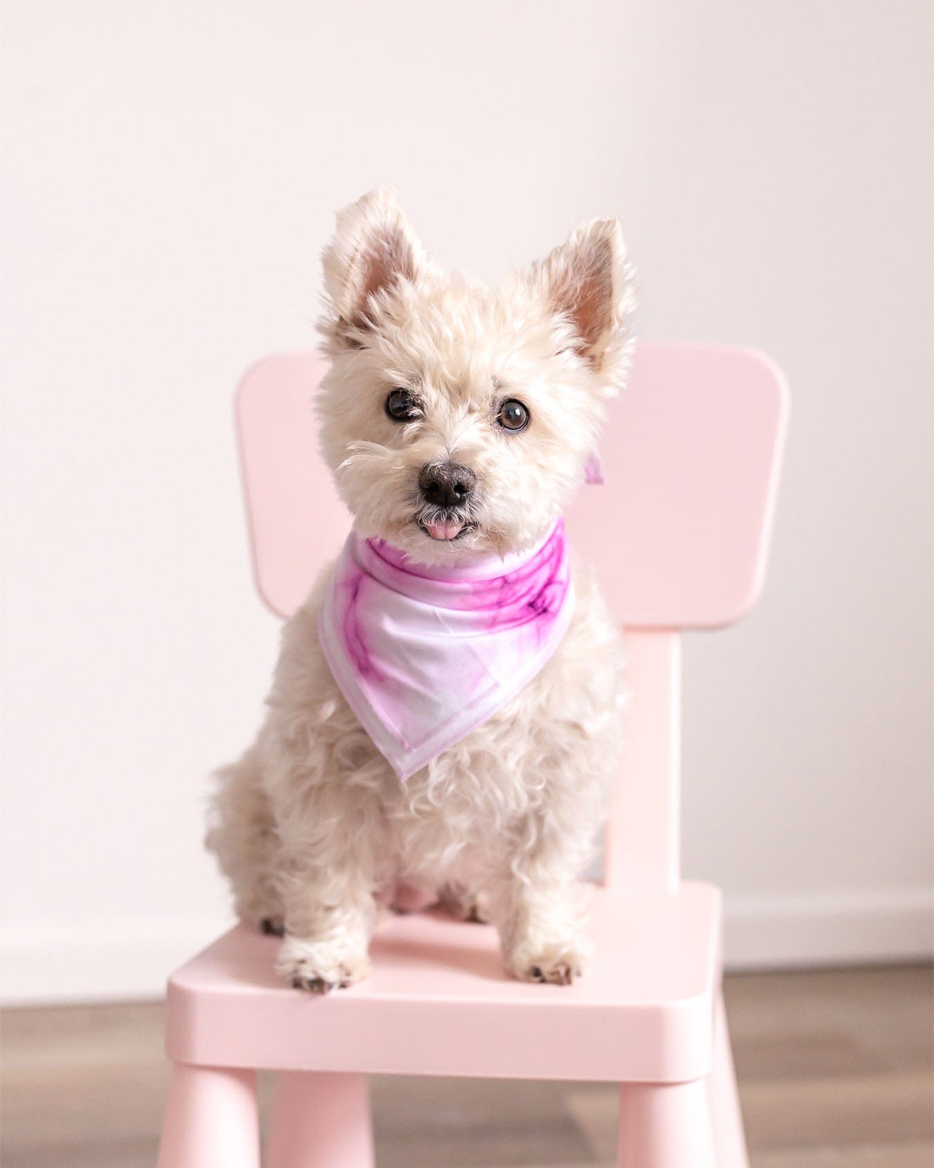 Pet Bandanas