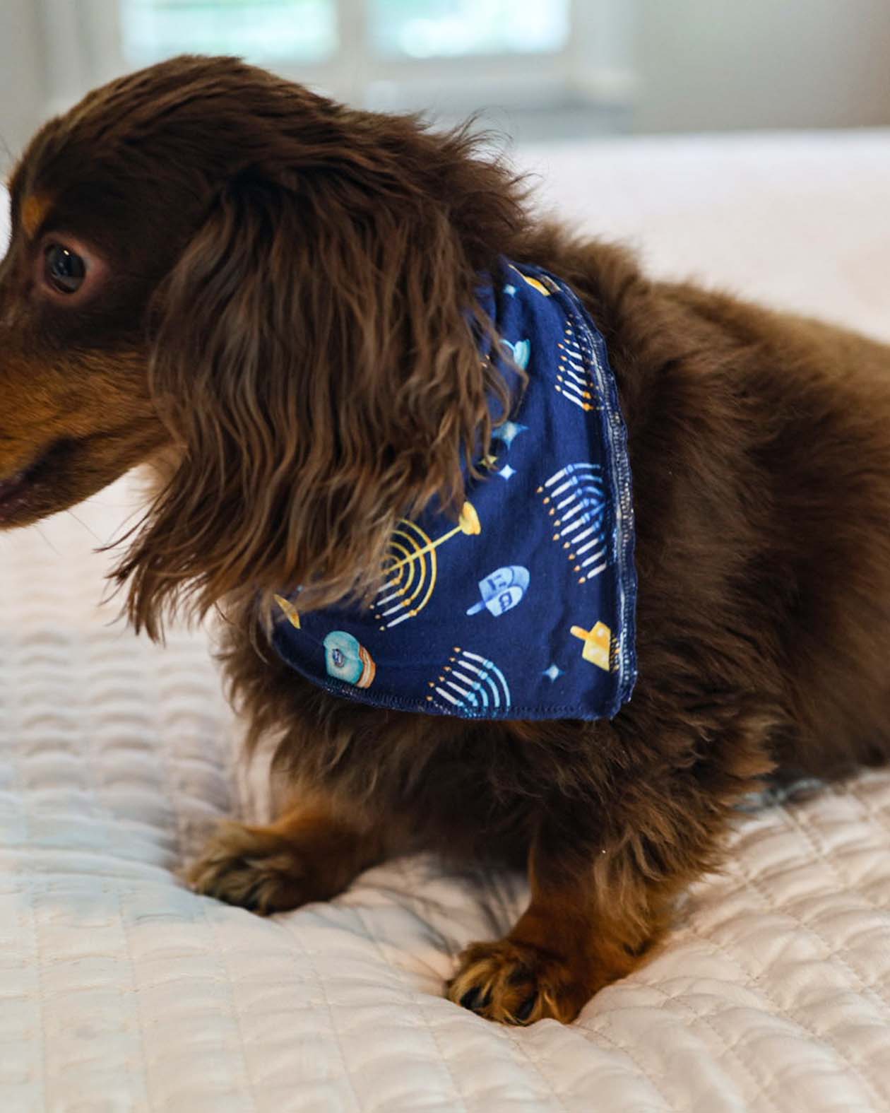 Maccabee Dog Bandana