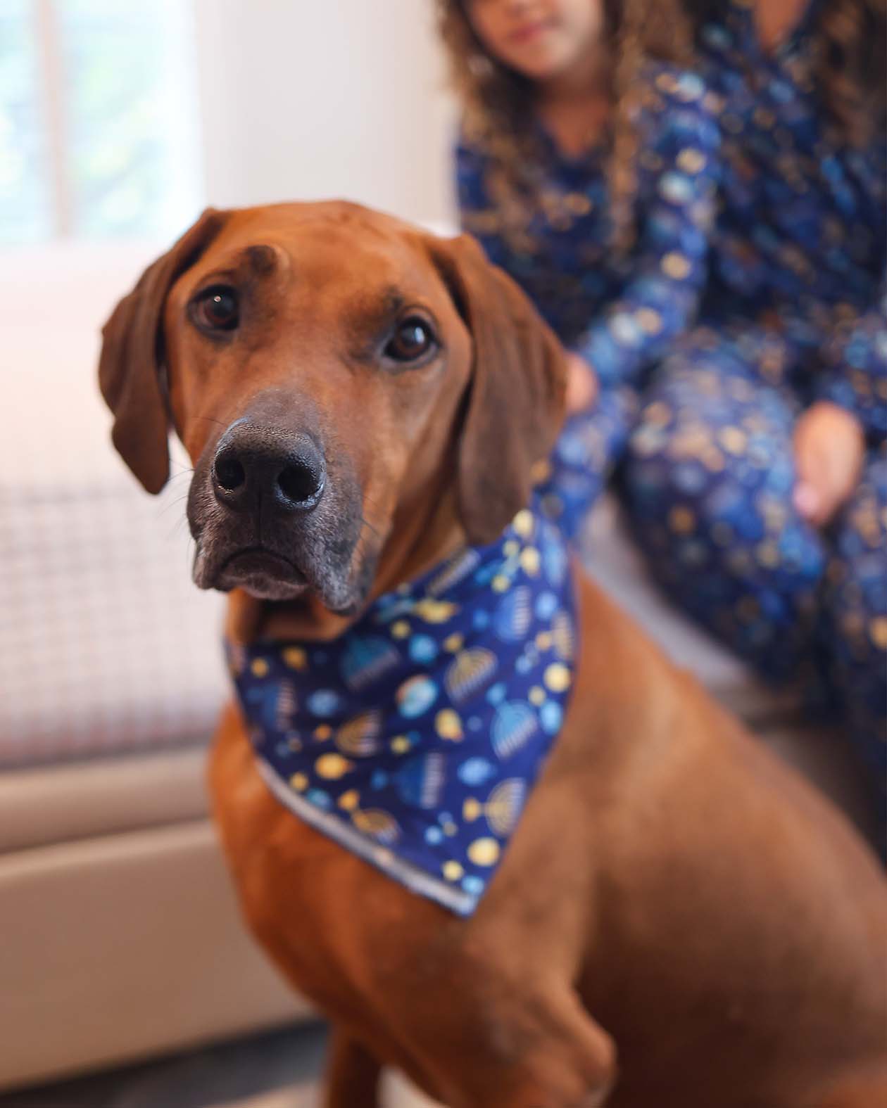 Maccabee Dog Bandana