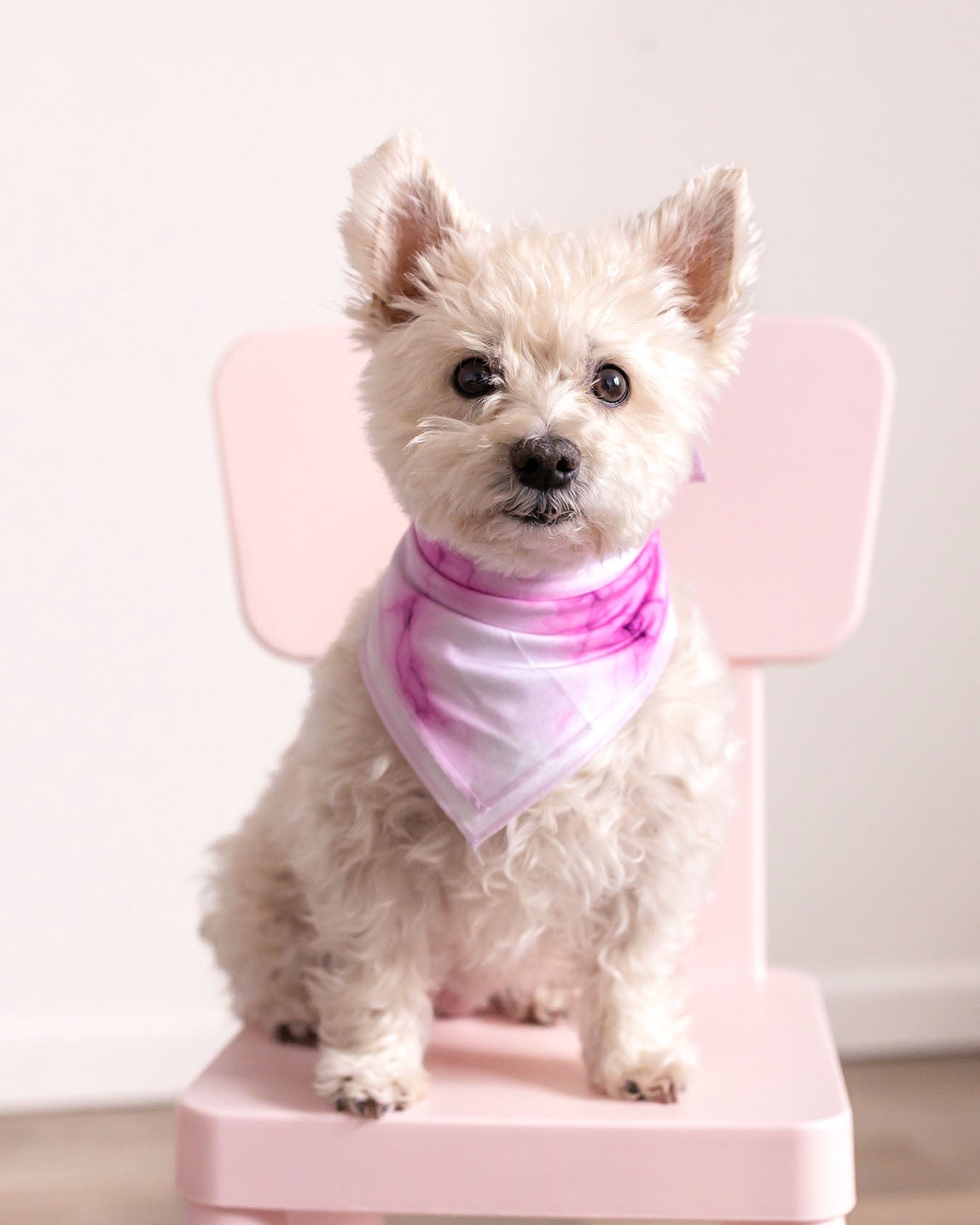 Pet Bandanas