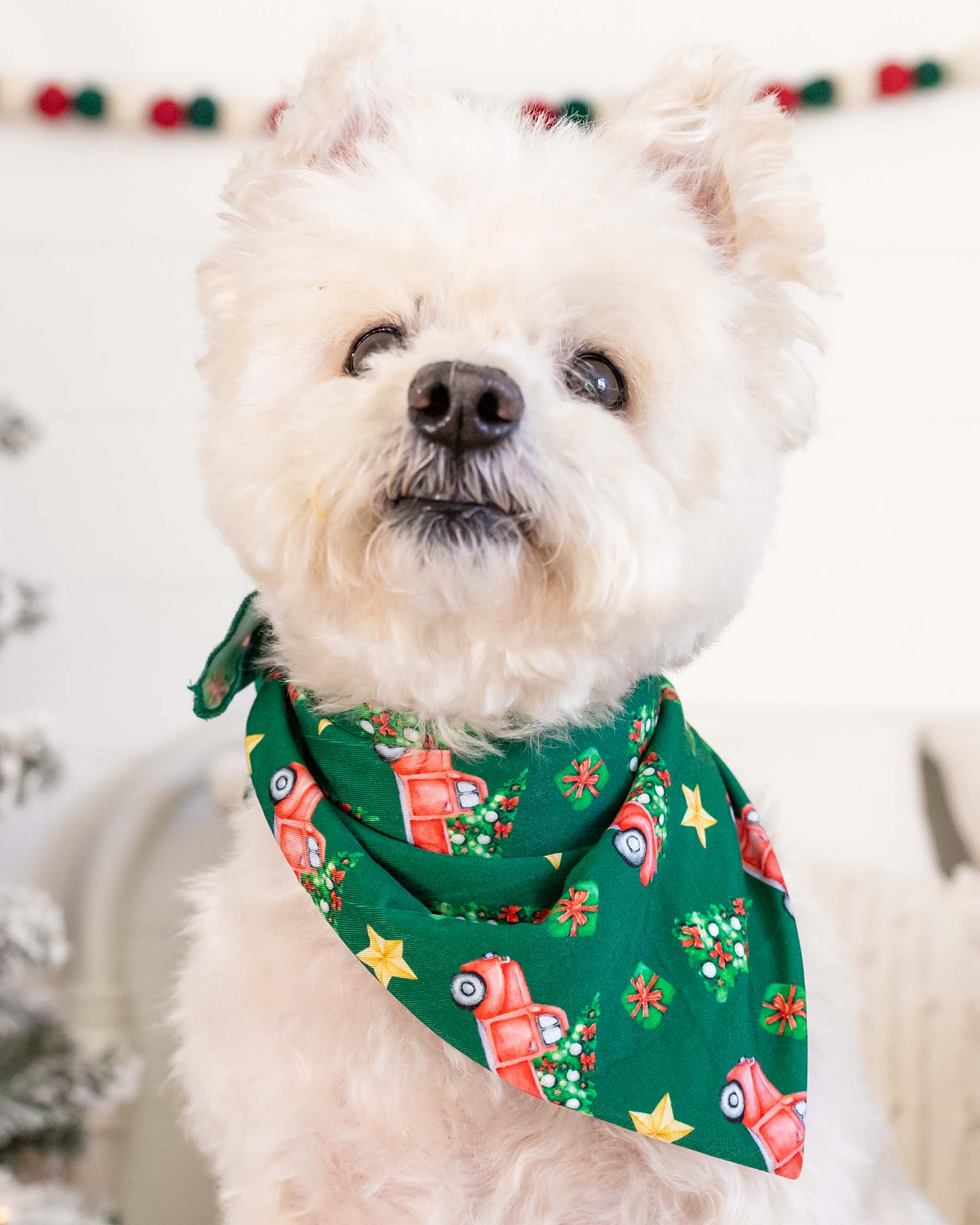 Luke Dog Bandana