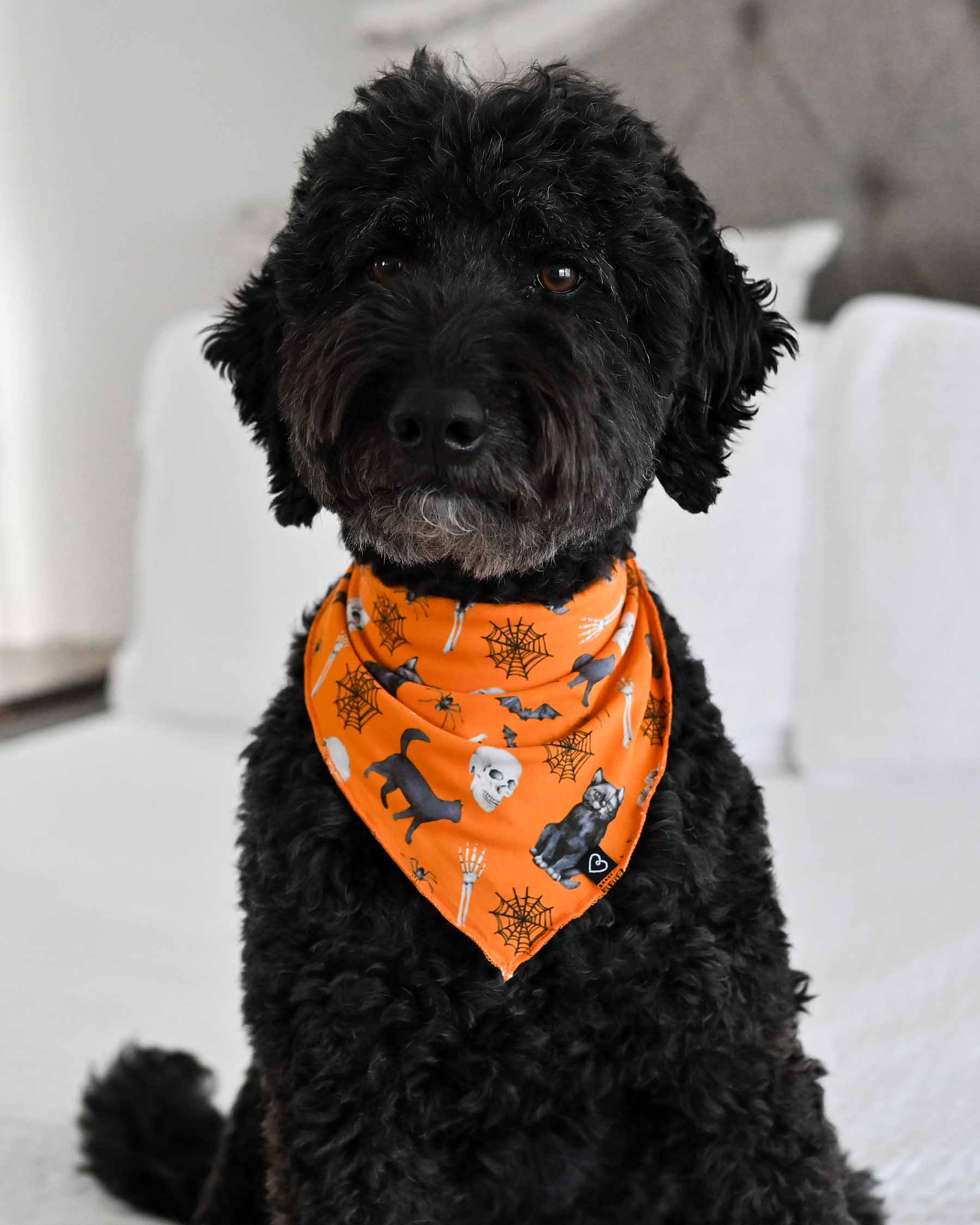 Onyx Dog Bandana